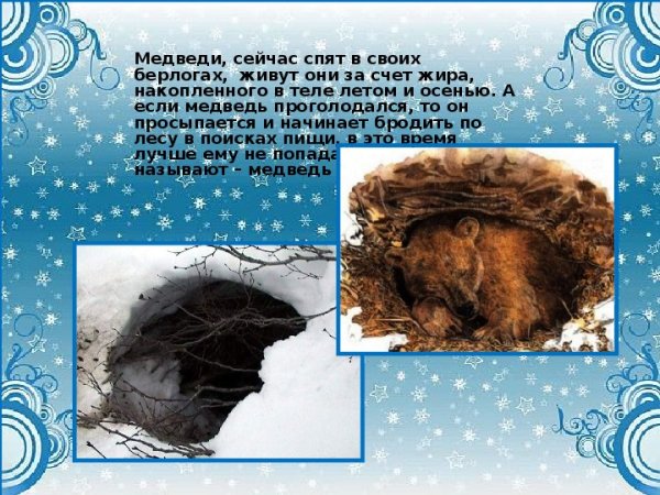 Медведь зимой спит в берлоге