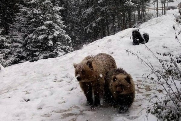 Бурый медведь зимой в берлоге