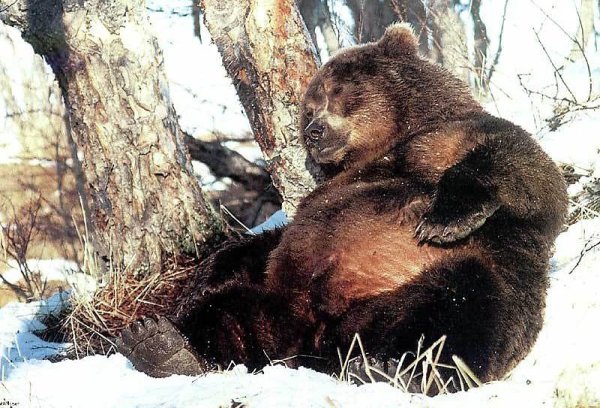 Бурый медведь в берлоге