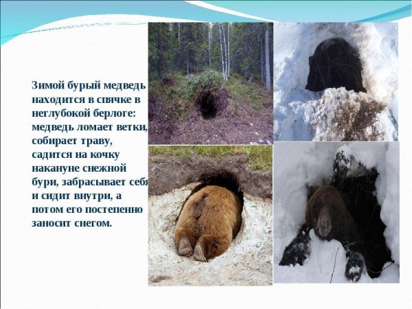 Спячка медведя зимой