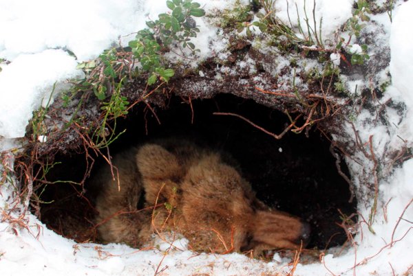 Бурый медведь зимой в берлоге