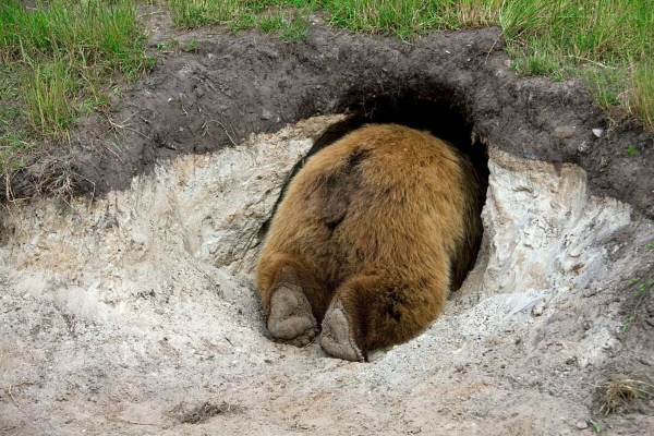 Медвежья Берлога