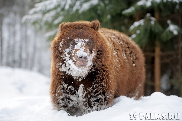 Бурый медведь Алтай