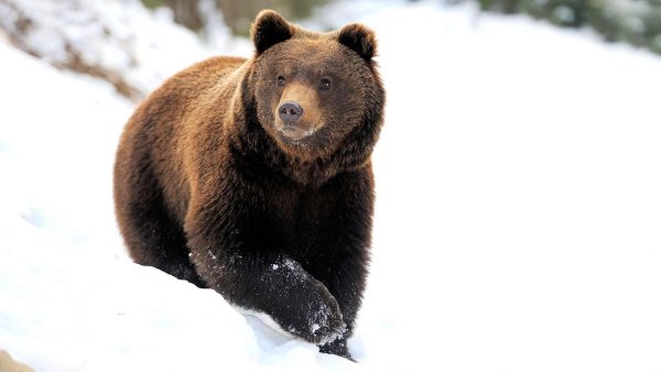 Бурый медведь зимой