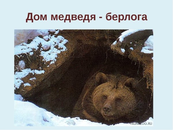 Бурый медведь зимой в берлоге