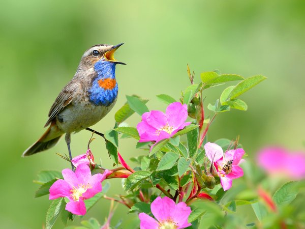 Птица варакушка пение