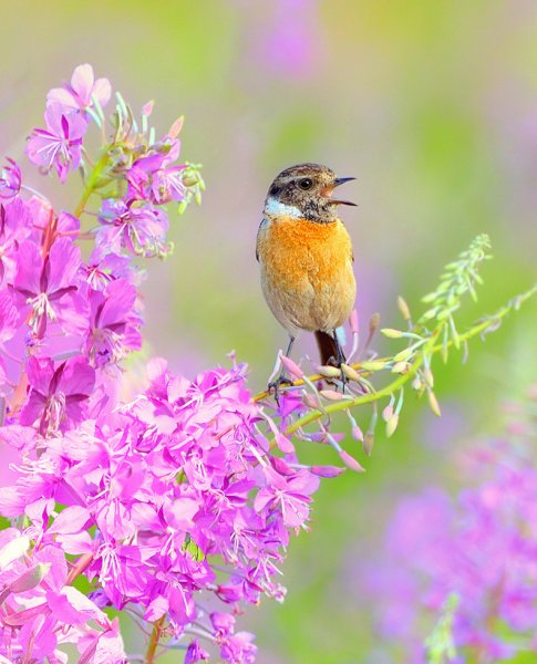 Красивые птицы