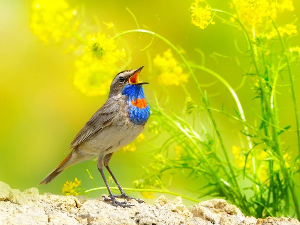 Варакушка Лесная растение