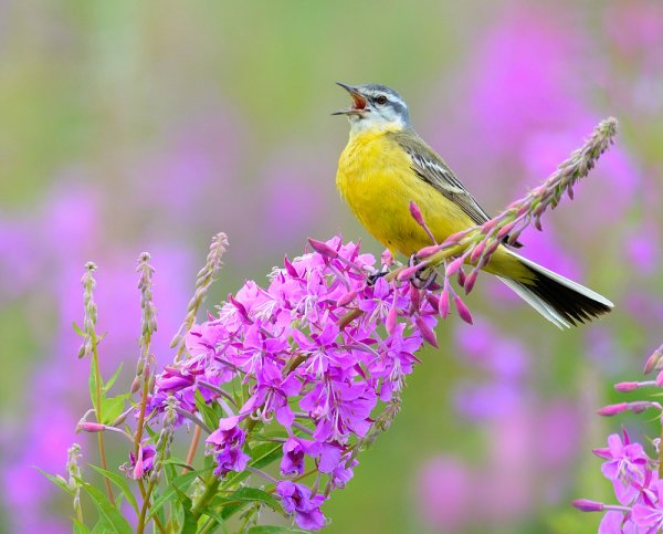 Летние птицы