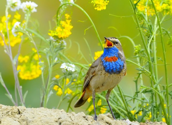 Летние птицы