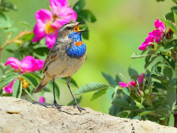Варакушка Лесная растение