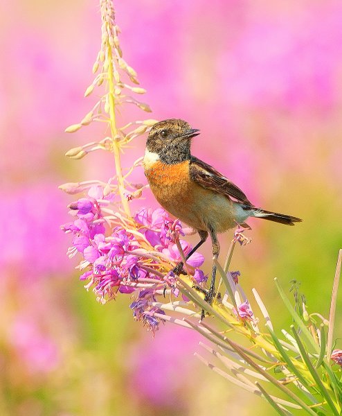 Летние птицы