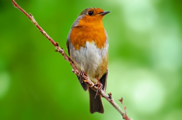 Птички летом