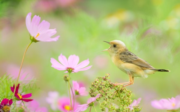 Золотоголовая Цистинола