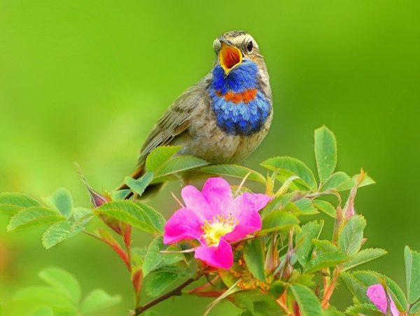 Птицы летом