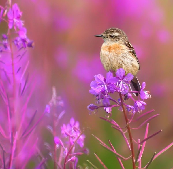 Летние птицы