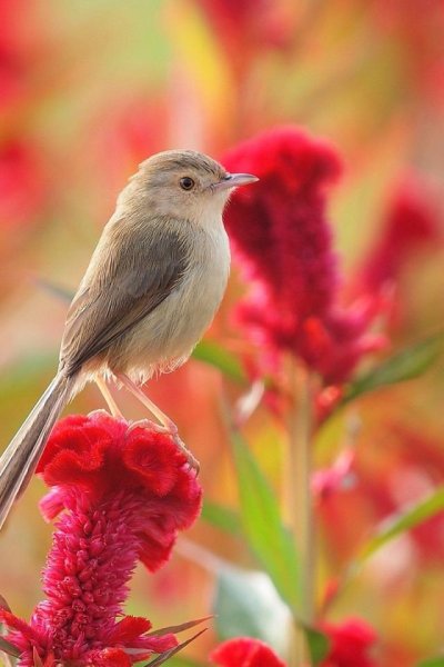 Нежные птицы