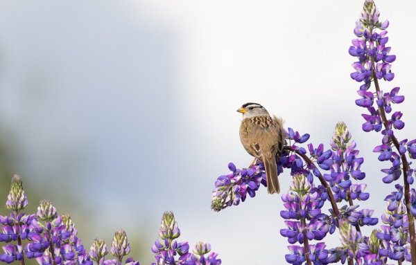 Лето цветы птицы картинки