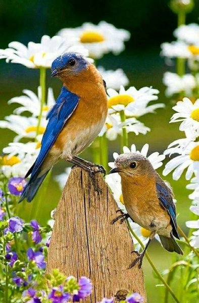 Летние птицы