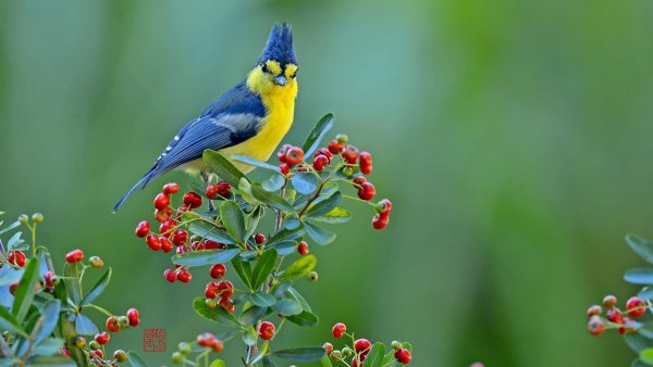 Природа птицы