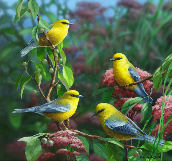 Bradley Jackson художник картины