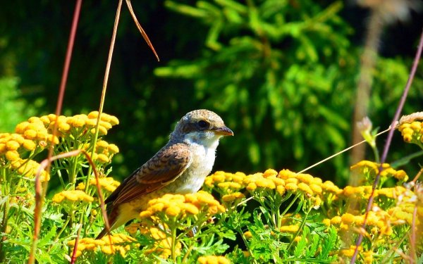 Птицы в летнем лесу