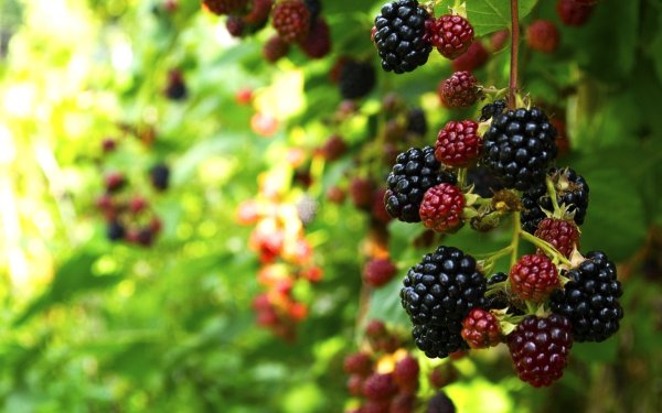 Фрукты ожина