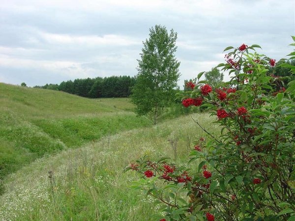 Кусты малины поле