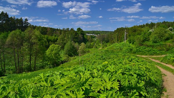 Битцевский лес кустарники