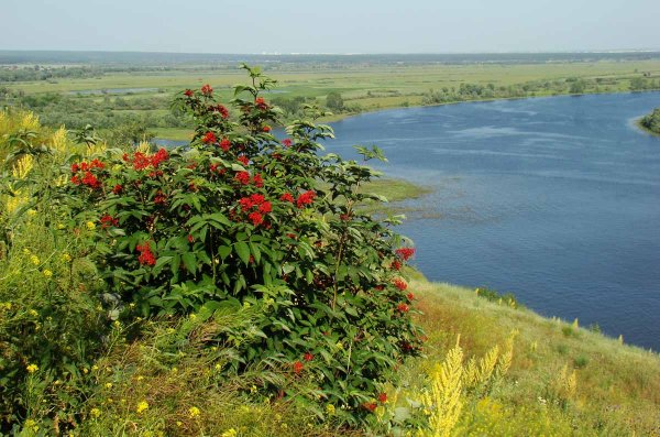 Кусты на берегу реки