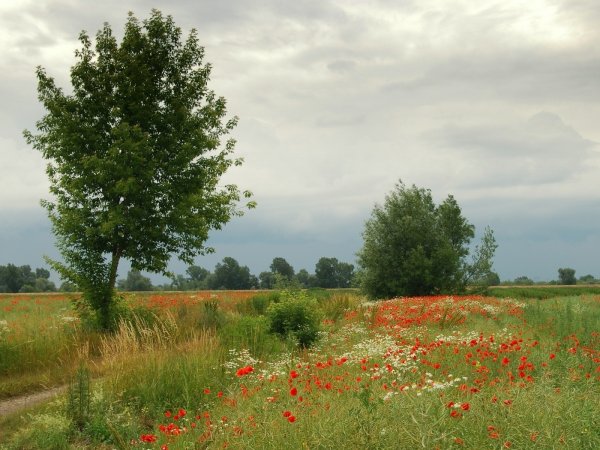 Сирень в саду