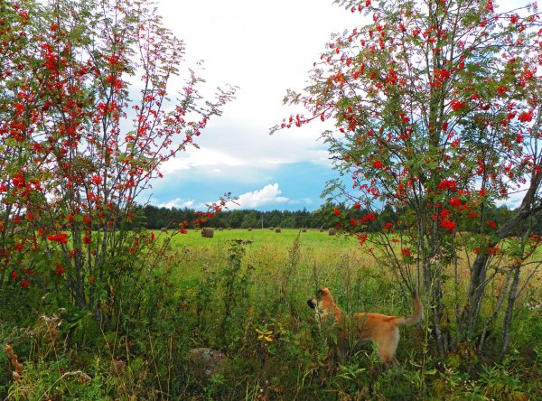 Кусты на Поляне