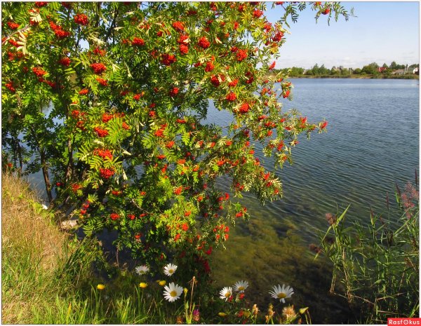 Розы в саду