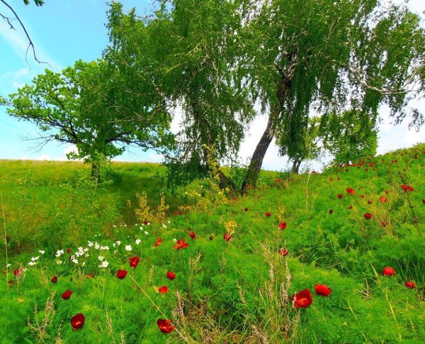Лесная Поляна с деревьями кустарниками