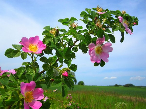 Брусника Лесная