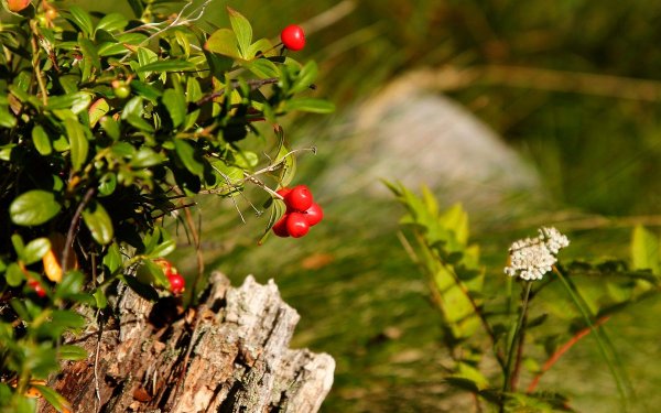 Дальневосточная малина