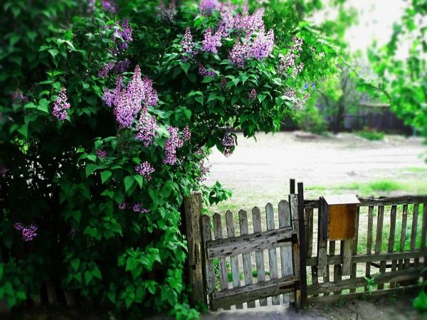 Жасмин цветы