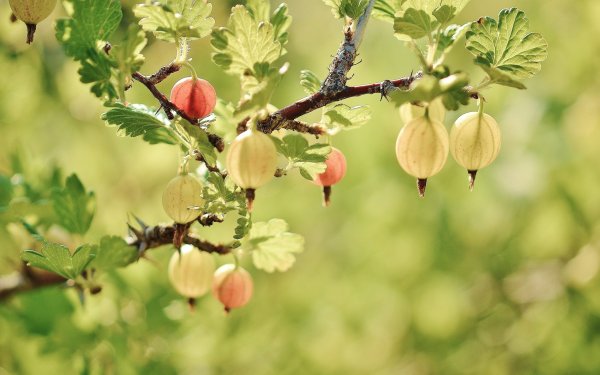 Роза плетистая аллея