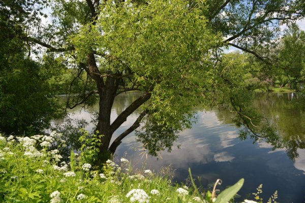 Калина Цветущая черемуха