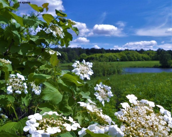 Сирень летний сад