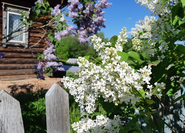 Шиповник Лесной кустарник