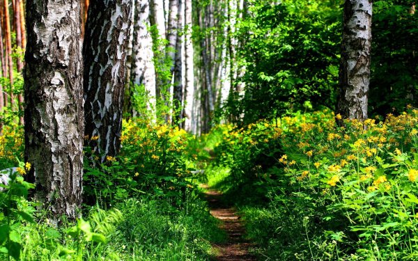 Деревья кусты