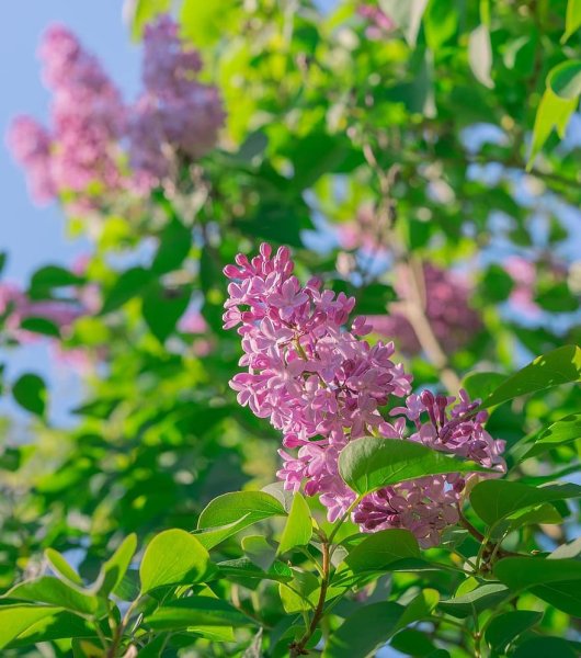 Richmond Park растения