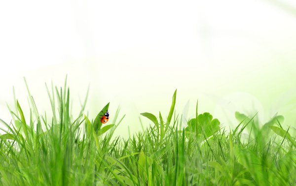 Фон для презентации природа