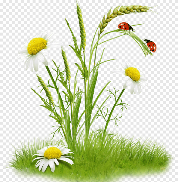 Трава с цветами на прозрачном фоне