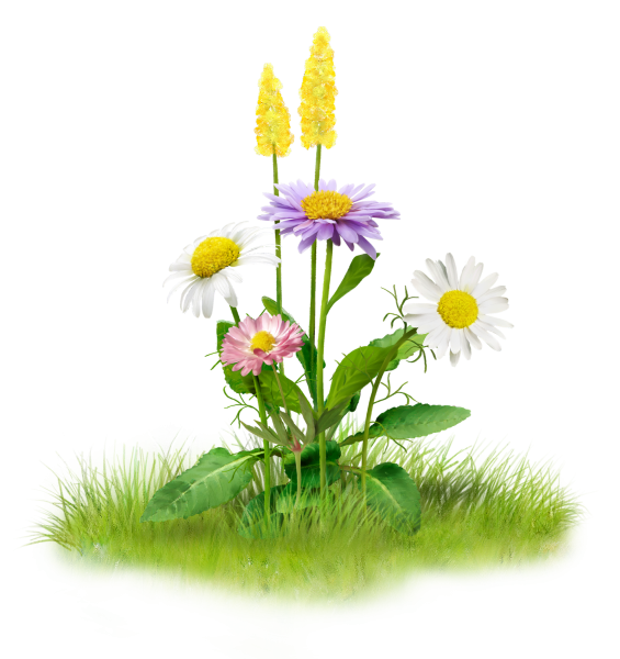 Полевые цветы на прозрачном фоне