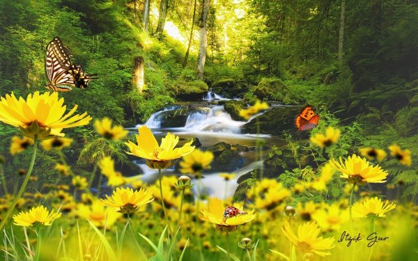 Полевые цветы