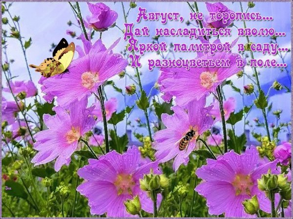 Летняя природа