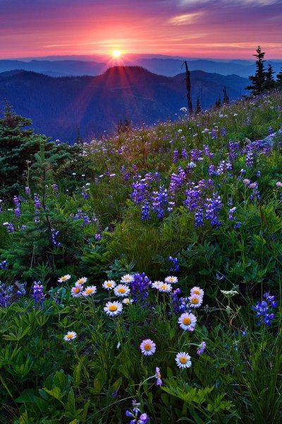 Летний день