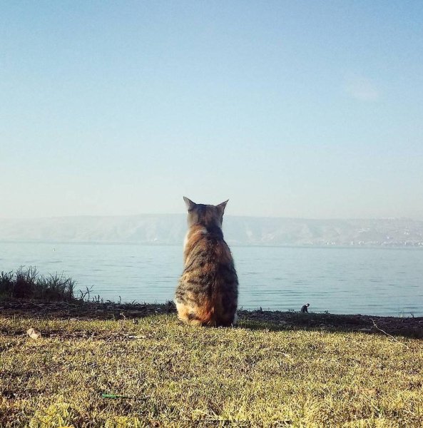 Кот ждёт лето